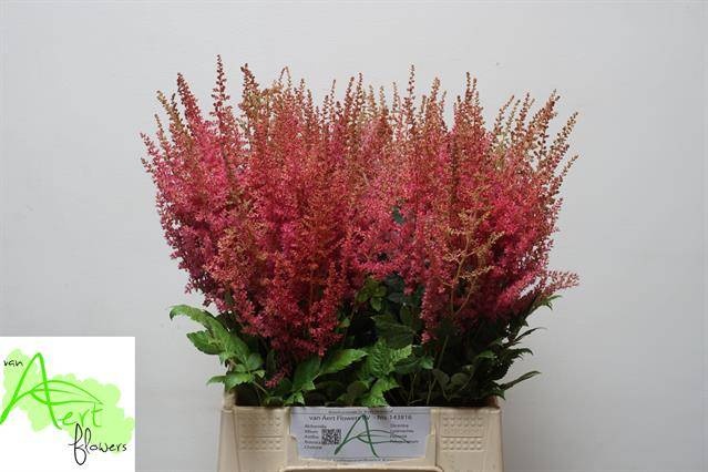 Астильба Эльза Шлюк 50, шт.