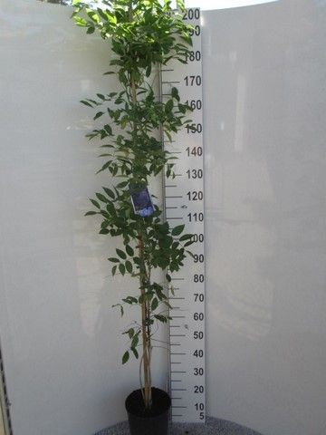 Wisteria mac. Blue Moon 210 cm P21, D 21 cm
