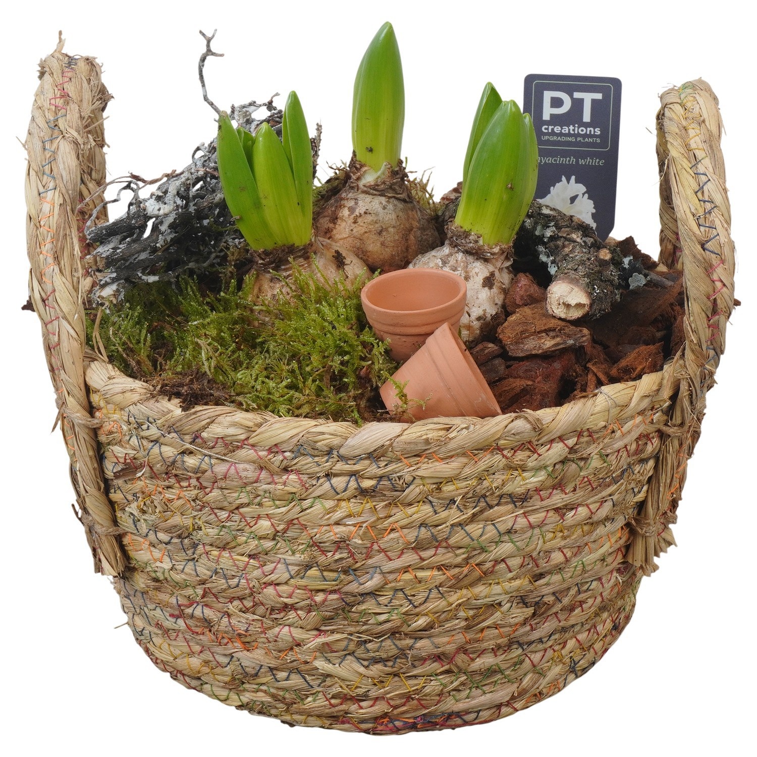 PTWH4018 Arrangement Winter Hyacint in rieten mand, D 22