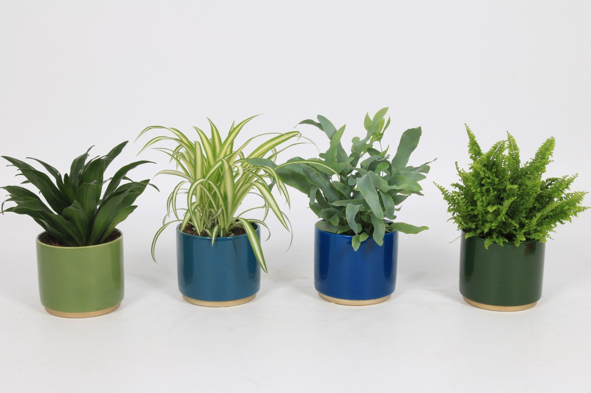 Groen Mix 12cm - Classic - Hobart, D 12 cm