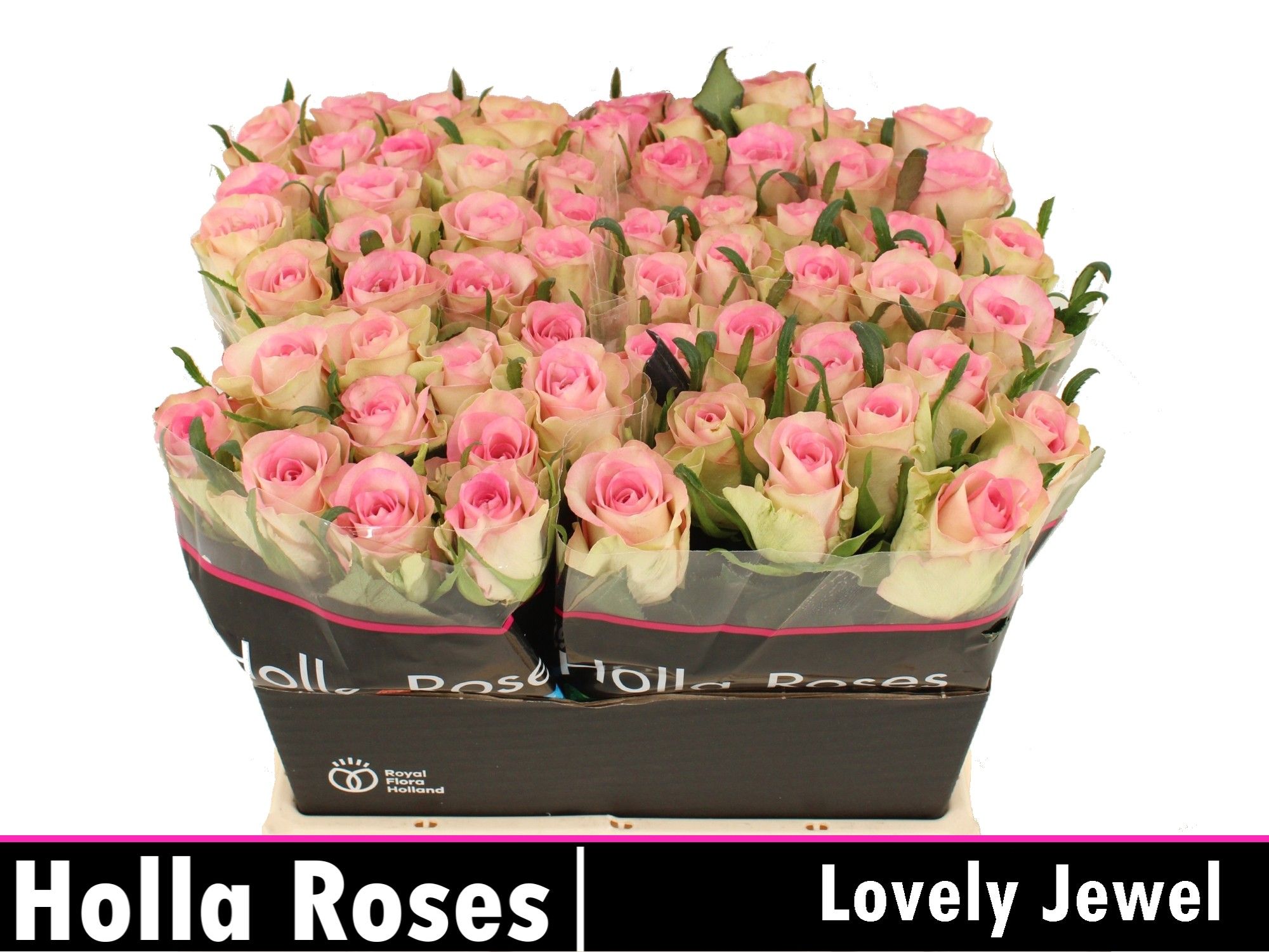 Роза од. Лавли Джевел 40, шт.