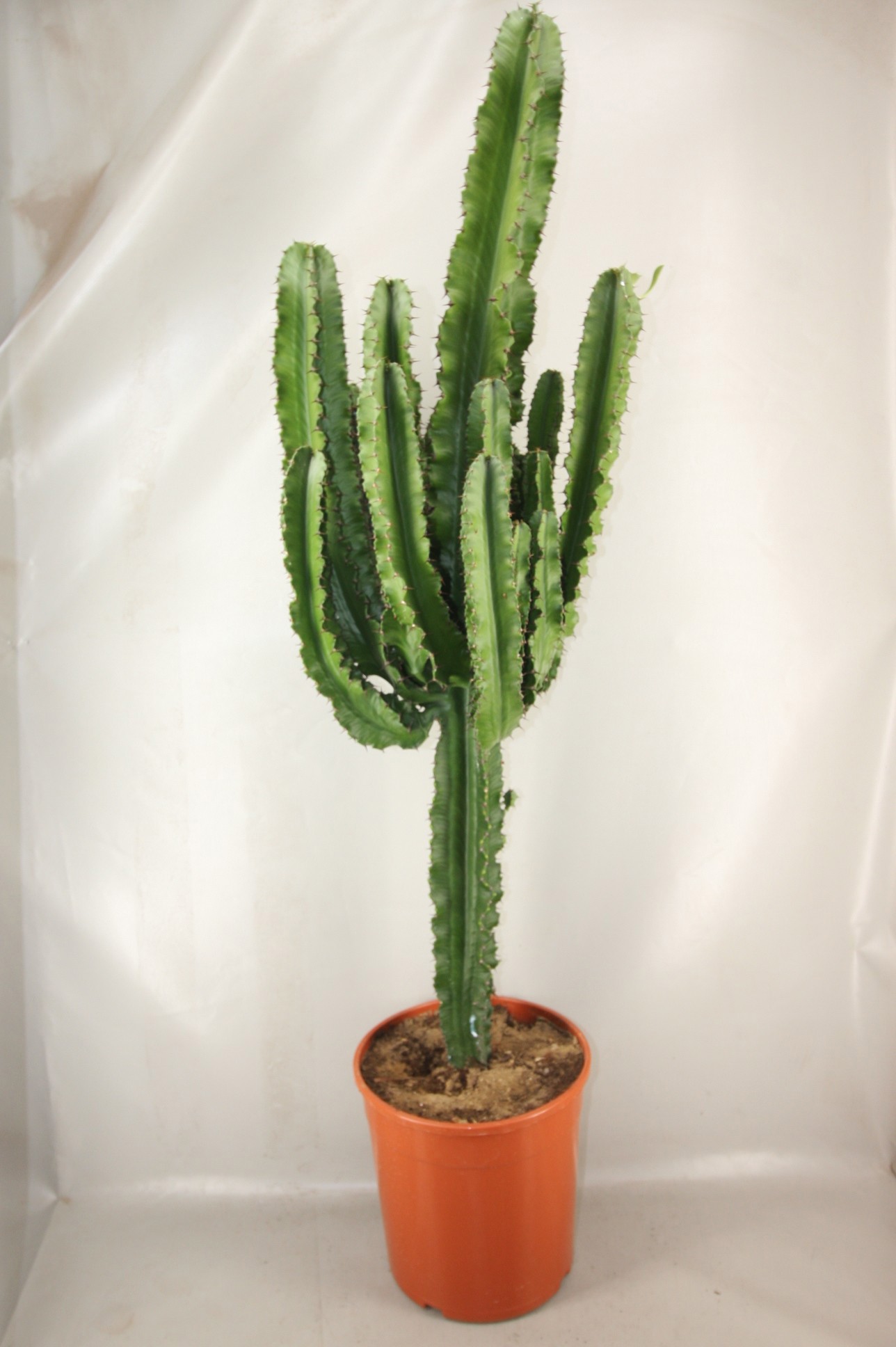1830I Euphorbia ingens 22 cm, D 24