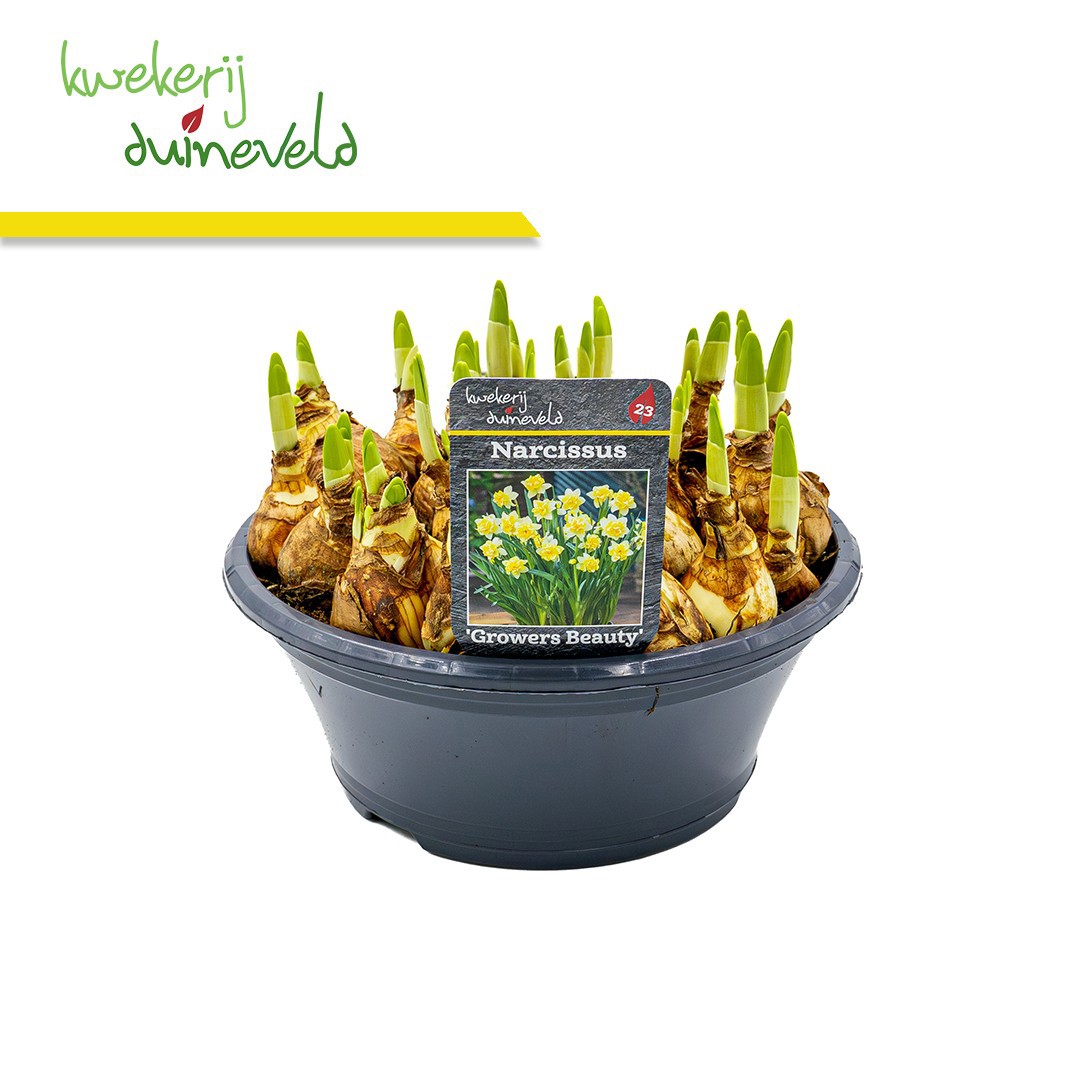 Narcis Growers Beauty P23, D 23 cm
