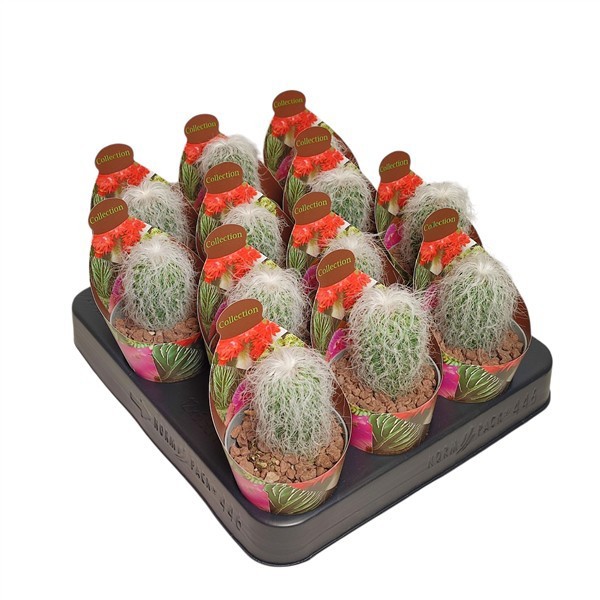 CEPHALOCEREUS SENILIS - POT Ø 6,5 - POT Ø 6,5 COLLECTION WITH POTCOVER (CACTUS), D 6,5