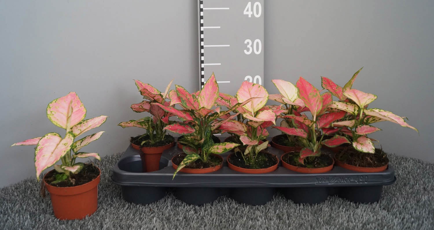 Aglaonema mix, D 10,5