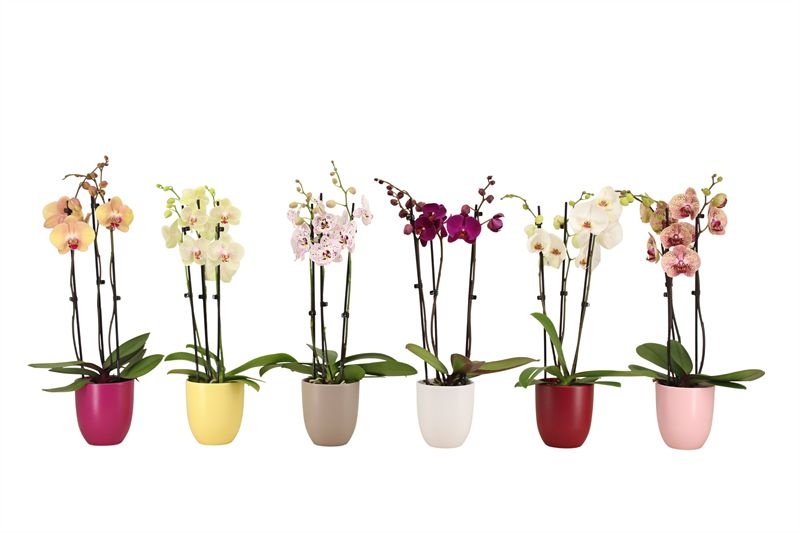 Hugo p12 mix paradise Phal mix 3T18+, D 12 cm