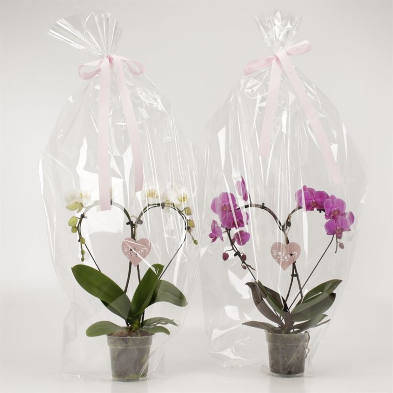 Phalaenopsis overig Hearts gemengd luxe, D 12