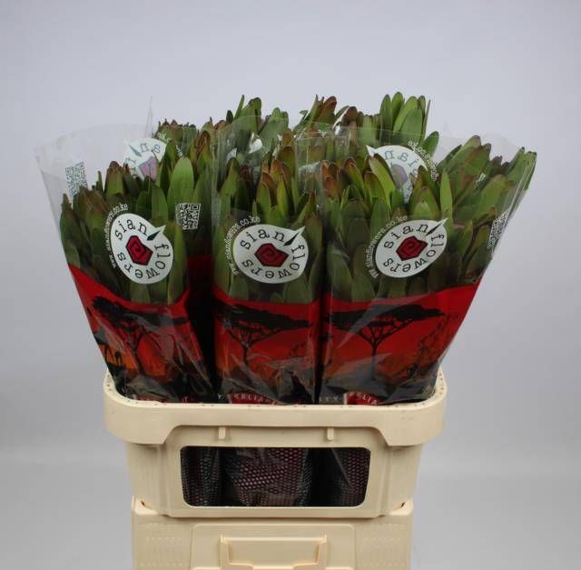 Леукадендрон Сафари Голдстрайк 80, шт.