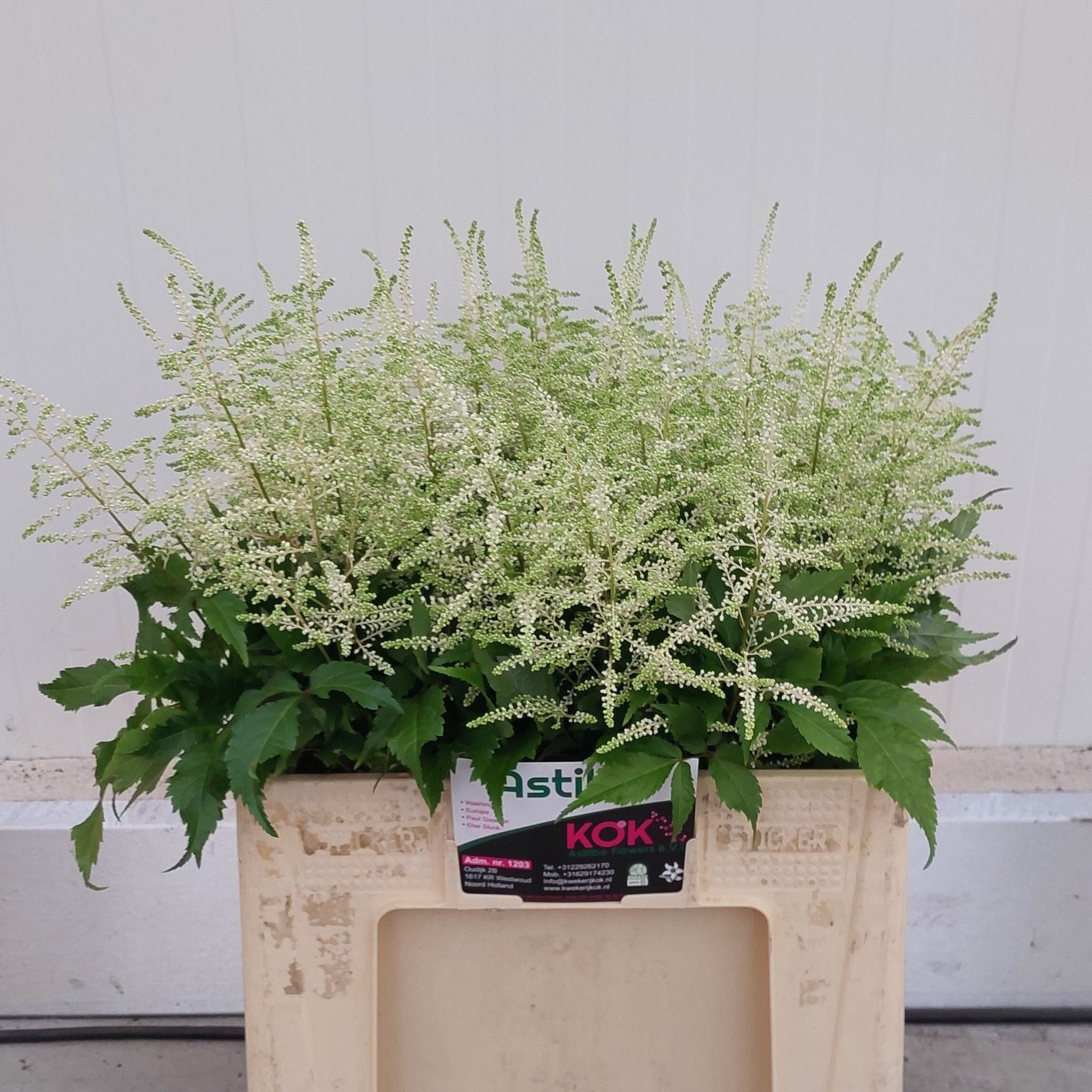 Астильба Вашингтон 60, шт.