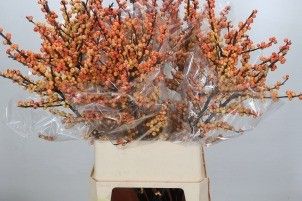 Илекс Мэджикал Кресголд 100, шт.