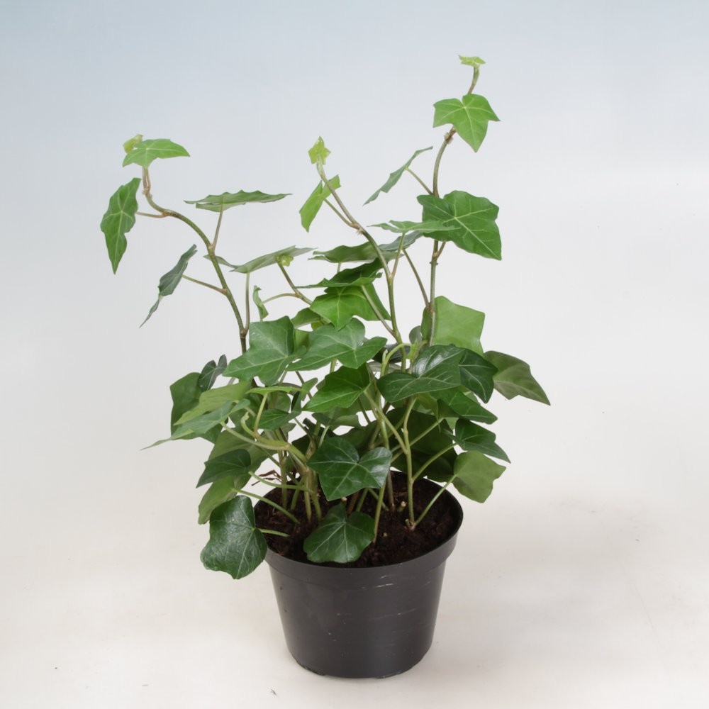 HEDERA HIBERNICA 'HESTOR', D 11