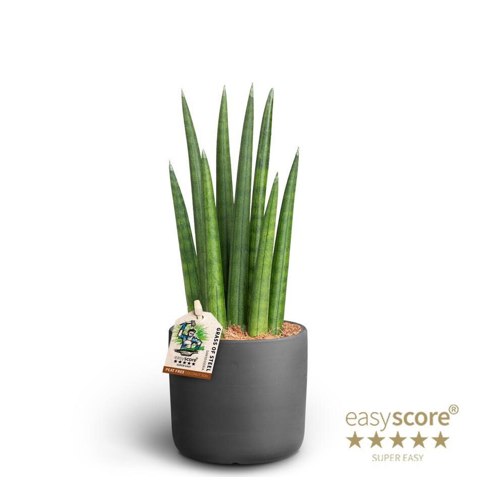Raw Black, Sansevieria ´Rocket´, D 12