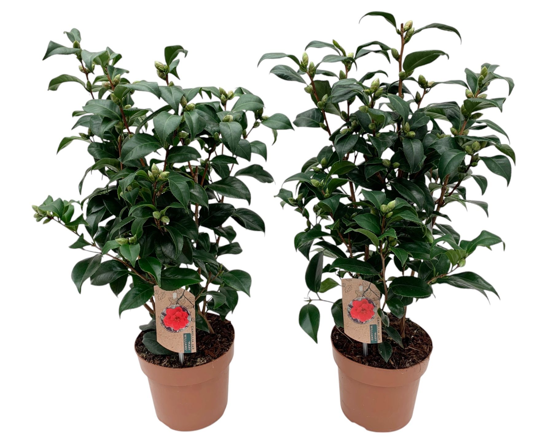 Camellia Japonica Mary Williams 20-25 knoppen, D 17 cm