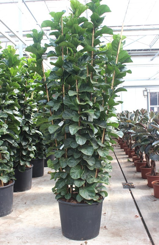 Ficus lyrata bambino 9 per pot, D 70