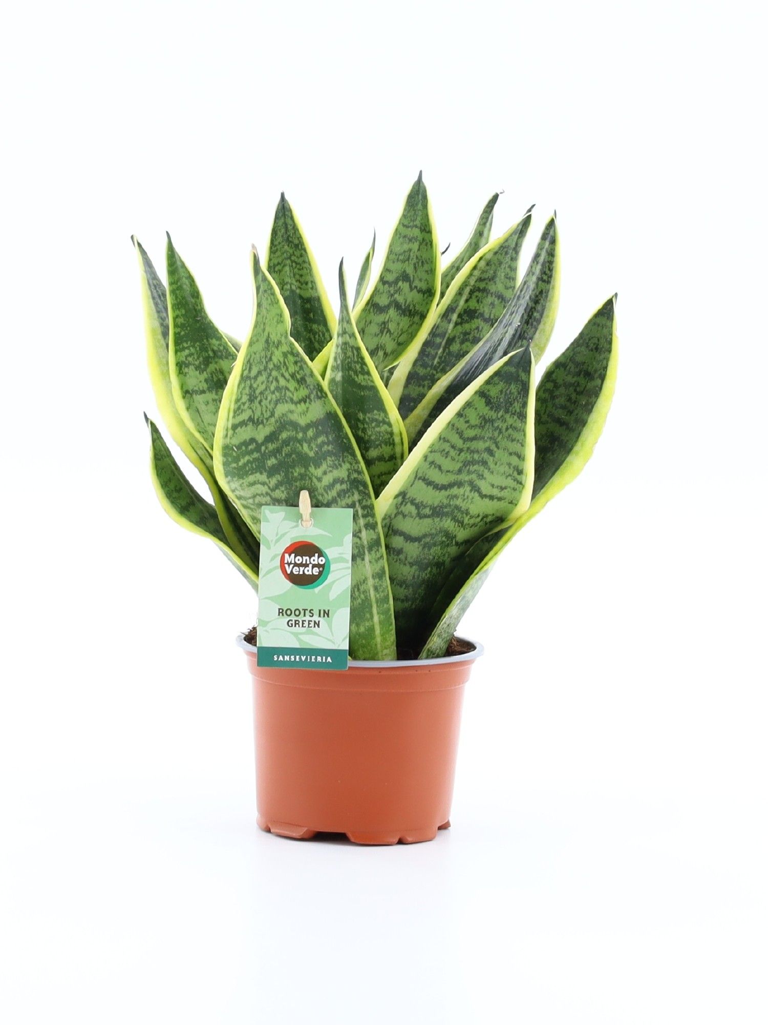 Sansevieria 'Futura Superba', D 12