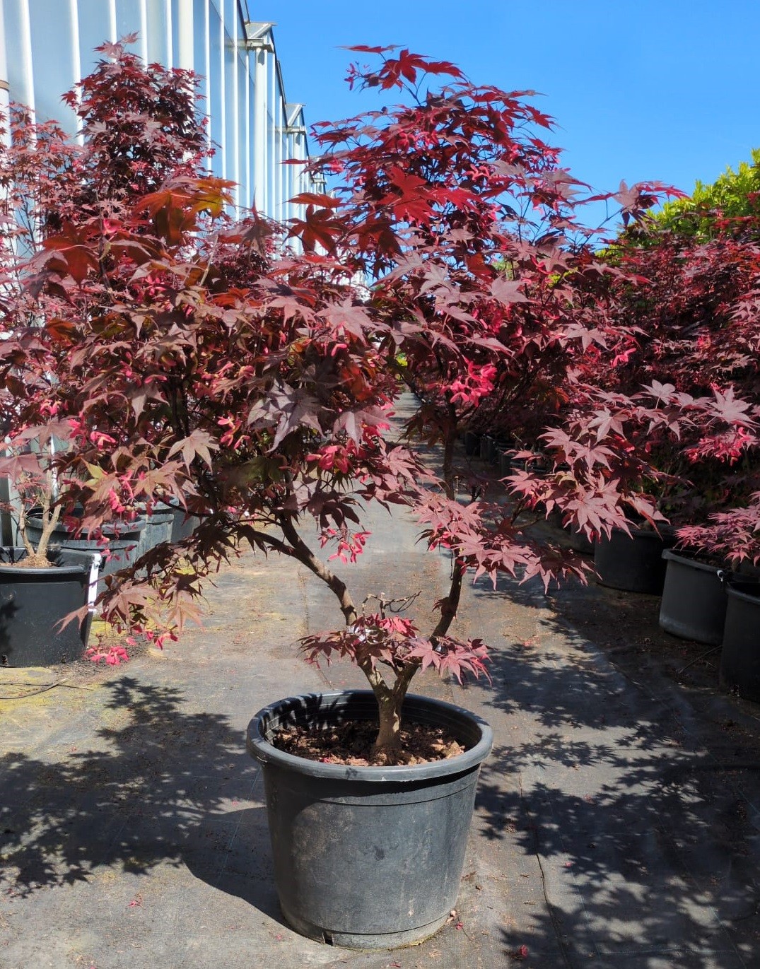 Acer palmatum 'Bloodgood' 125-150, D 50