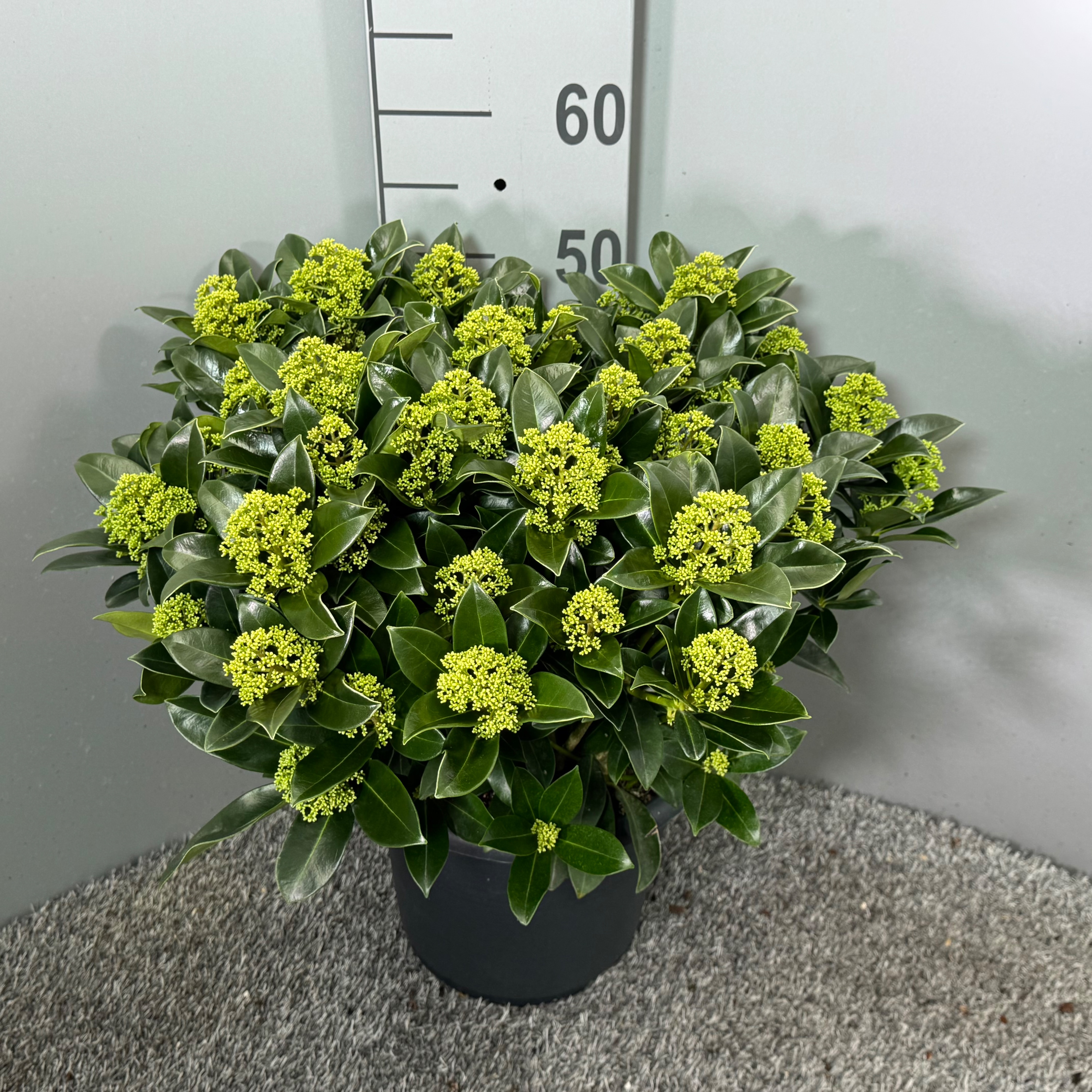 Skimmia japonica 'White Globe', D 27 cm