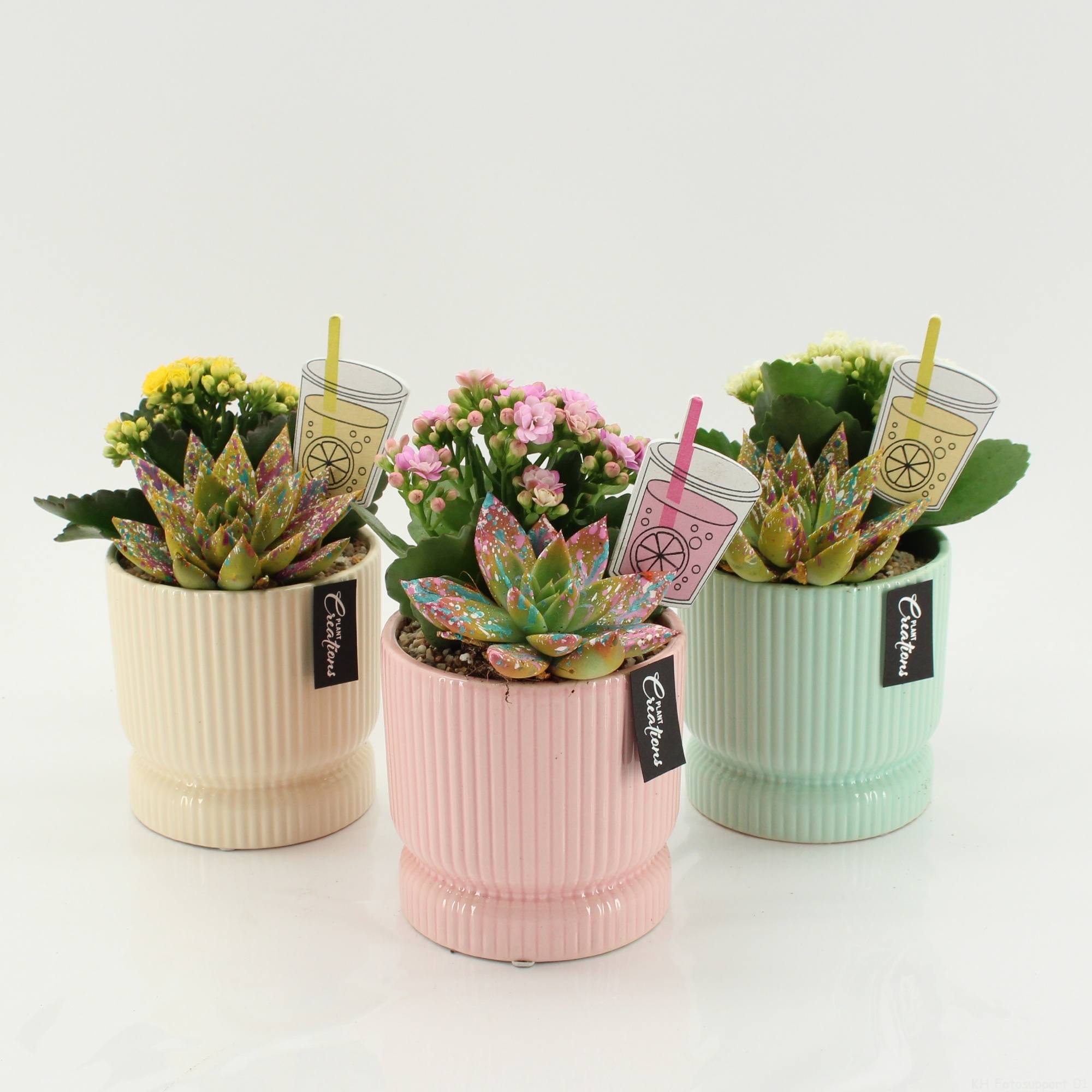 SECR-2607M Summer Essentials Colors, D 11