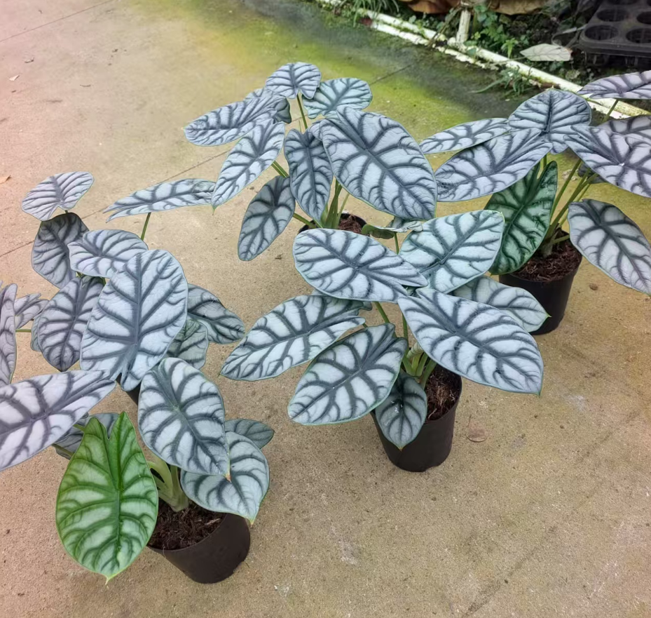 Алоказия сильвер драгон 12 35