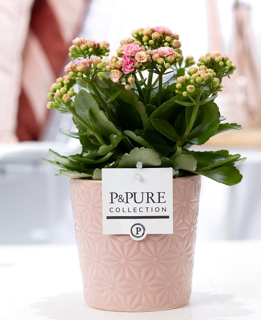 Kalanchoe pink in P&PURE Juliette ceramics pink, D 12 cm