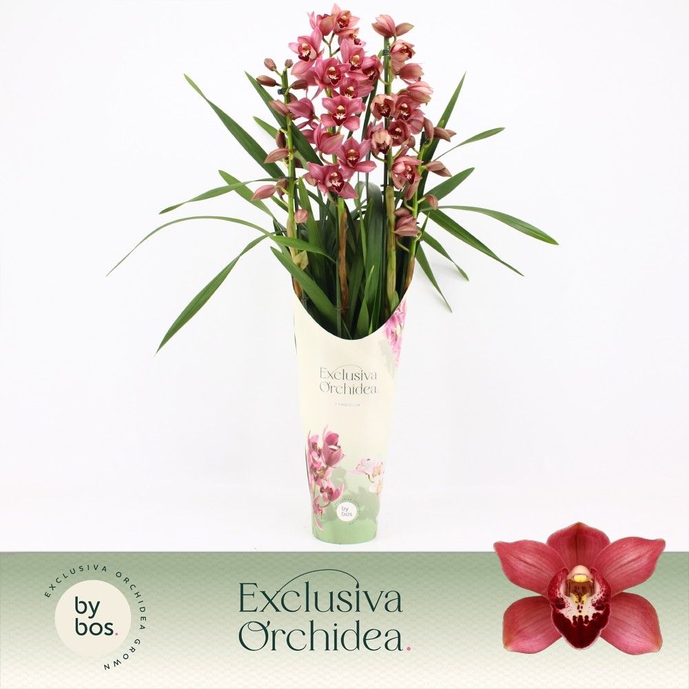 Cymbidium, Jolly Red 4-spike P14 'Exclusiva Orchidea' Potcover, D 14