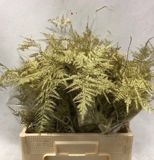 Аспарагус Овериг Крашеный (краш. ) 60, шт.