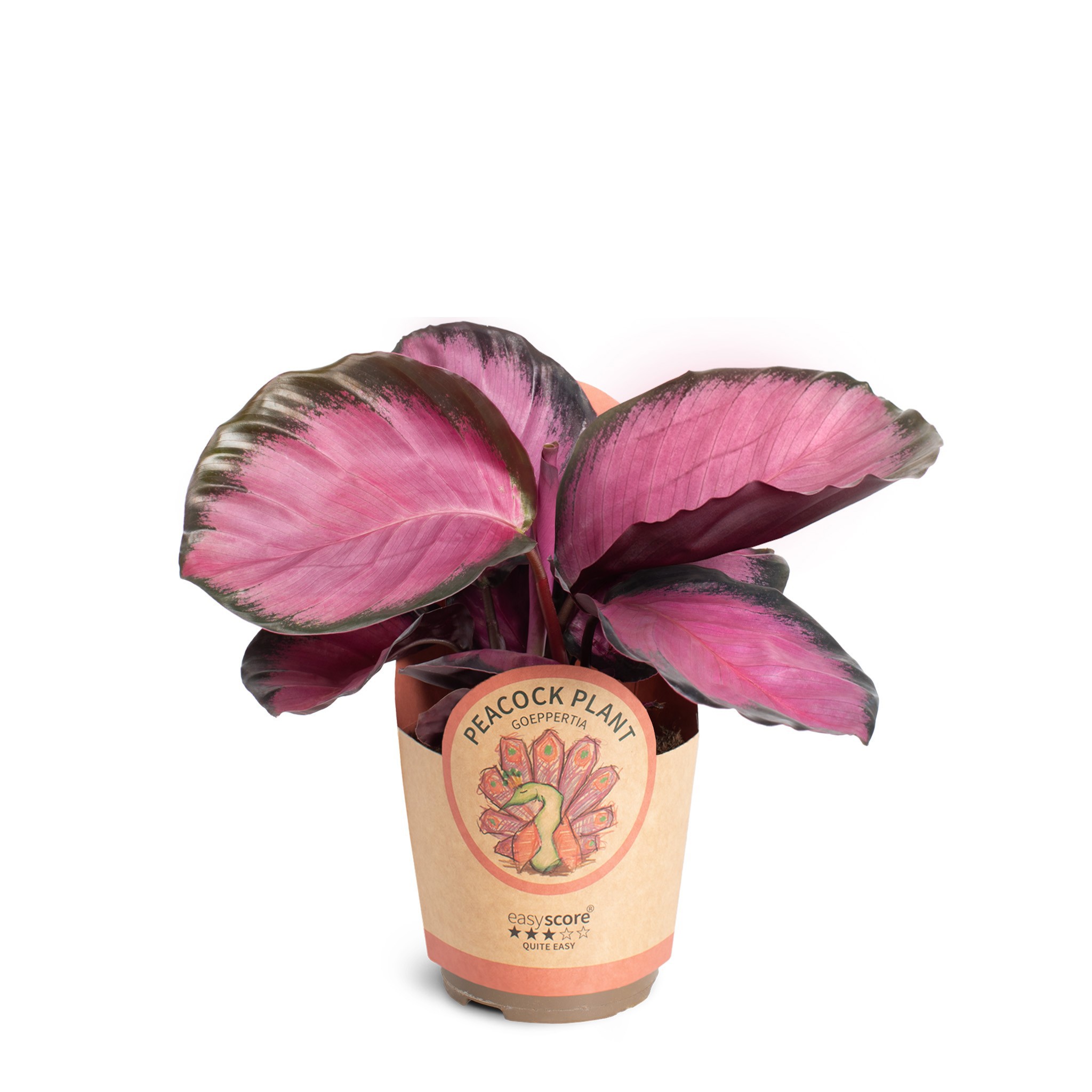 Calathea ´Rosey´, D 11