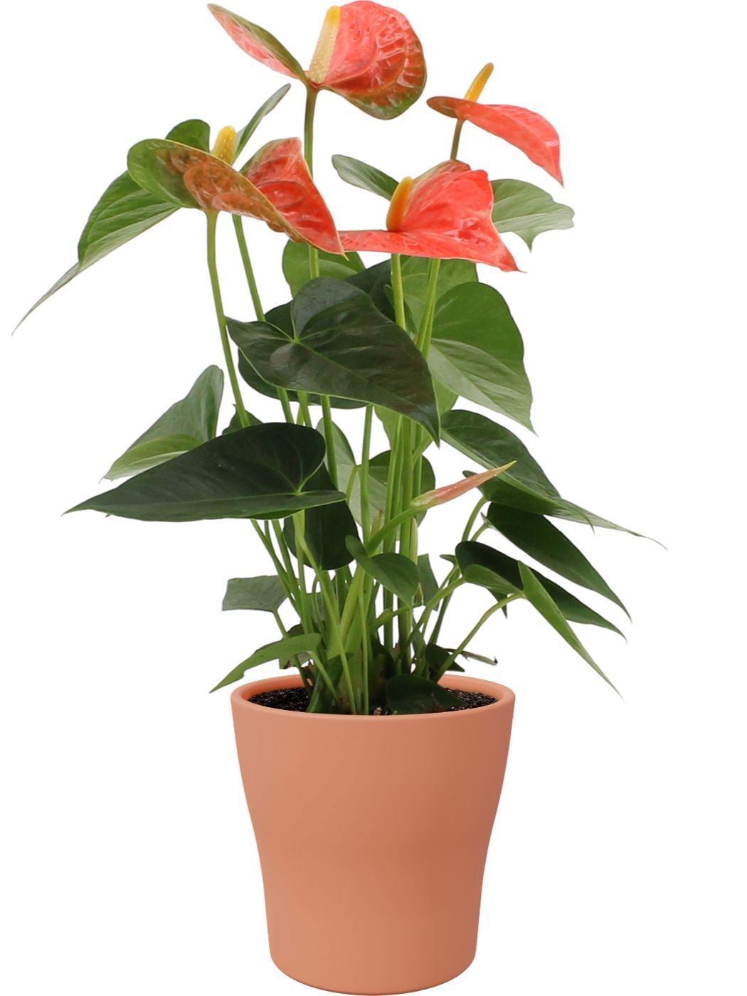 Anthurium 12 cm Prince of Orange in Alicante ceramics, D 12