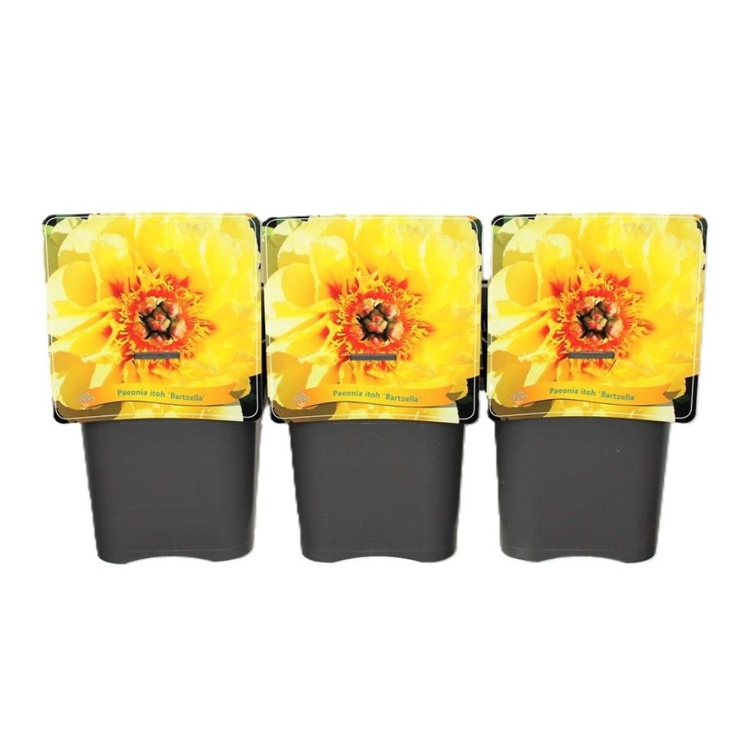 Paeonia Itoh 'Bartzella' C5, D 21