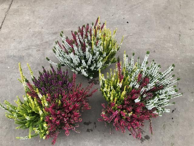 669 VF : Pot 17 cm Calluna Garden Girls Trio 3 kleuren per pot, D 17