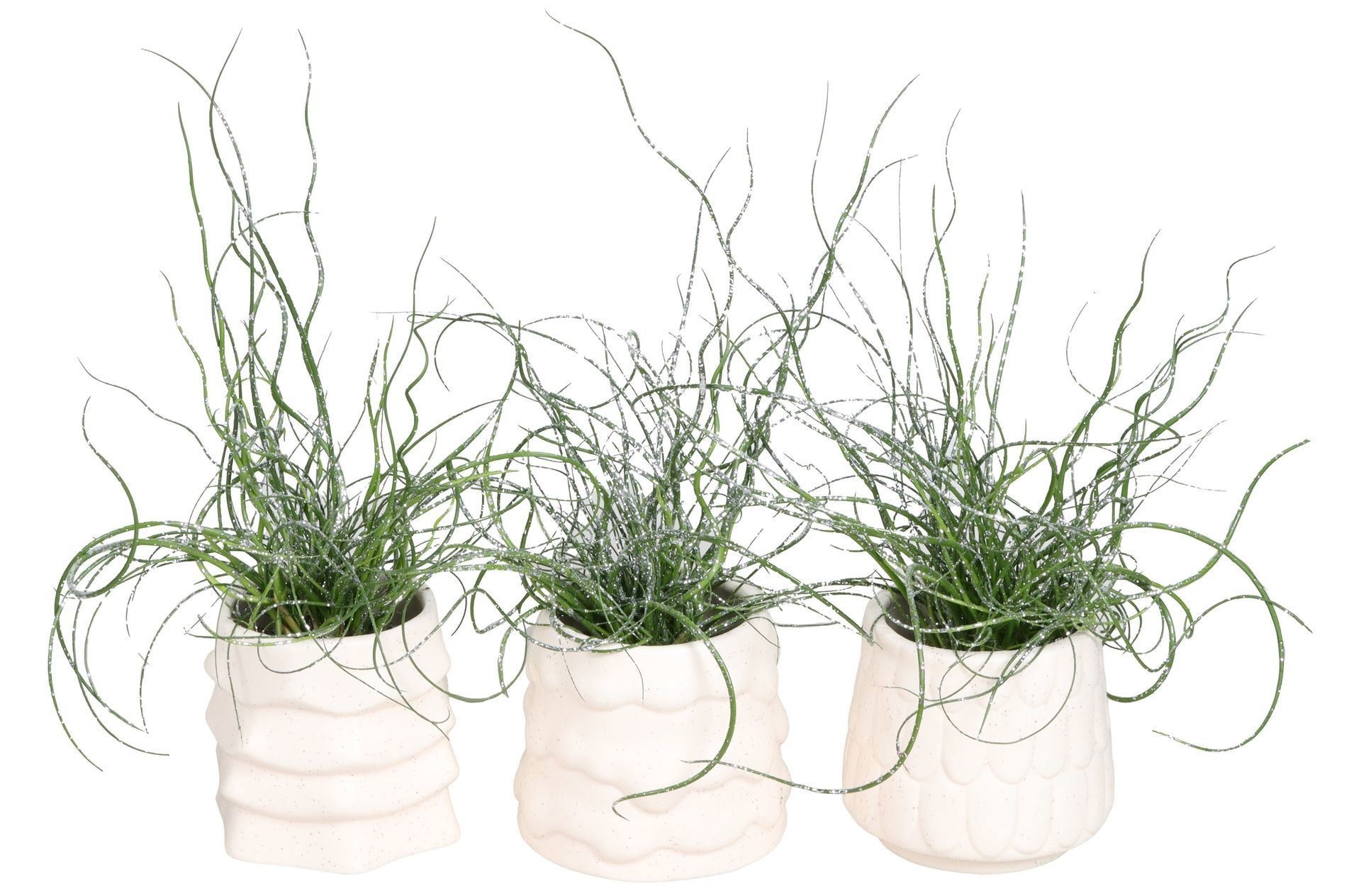 L 67455 With Juncus 'Spiralis' Glitter 6 cm, D 6