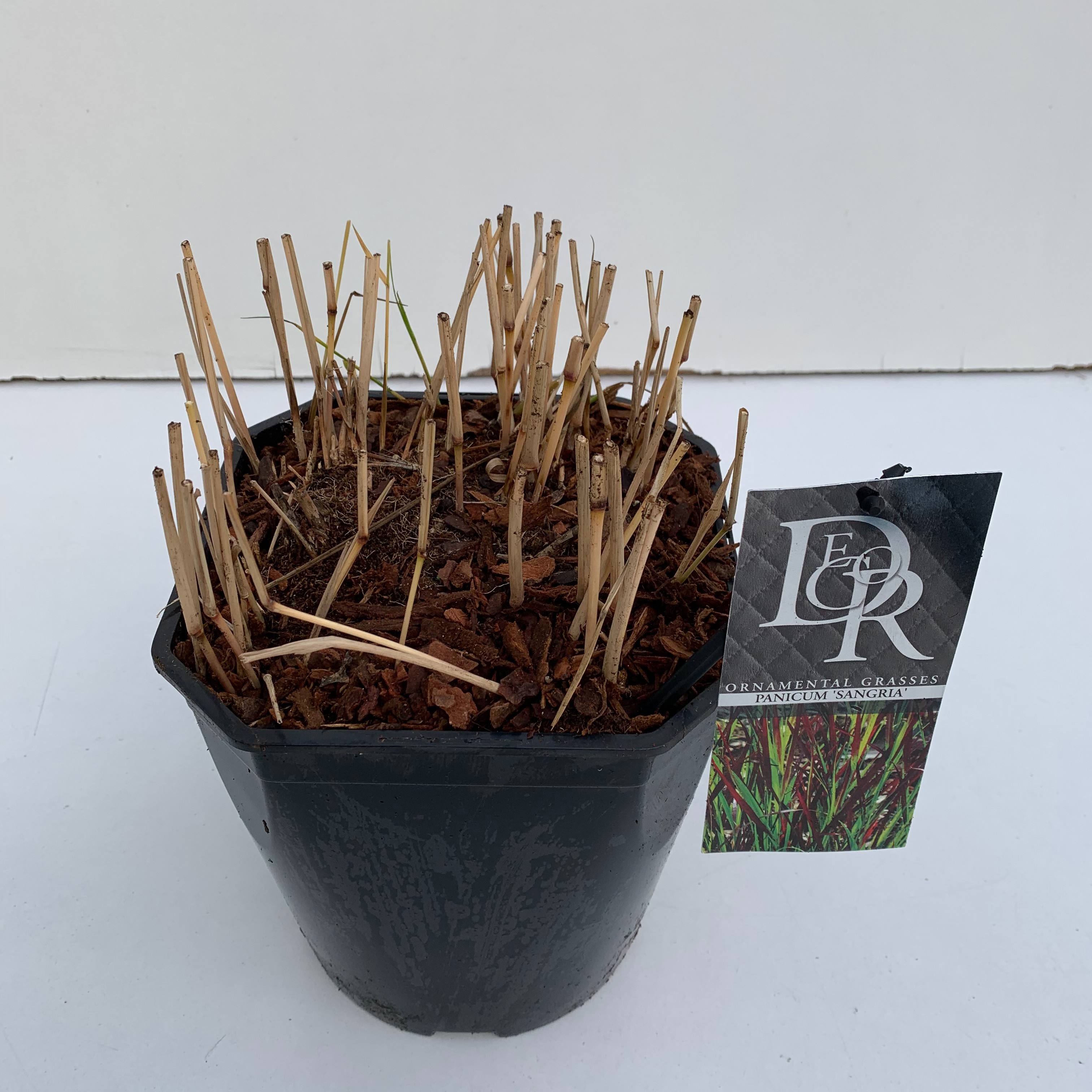 Panicum 'Sangria', D 23