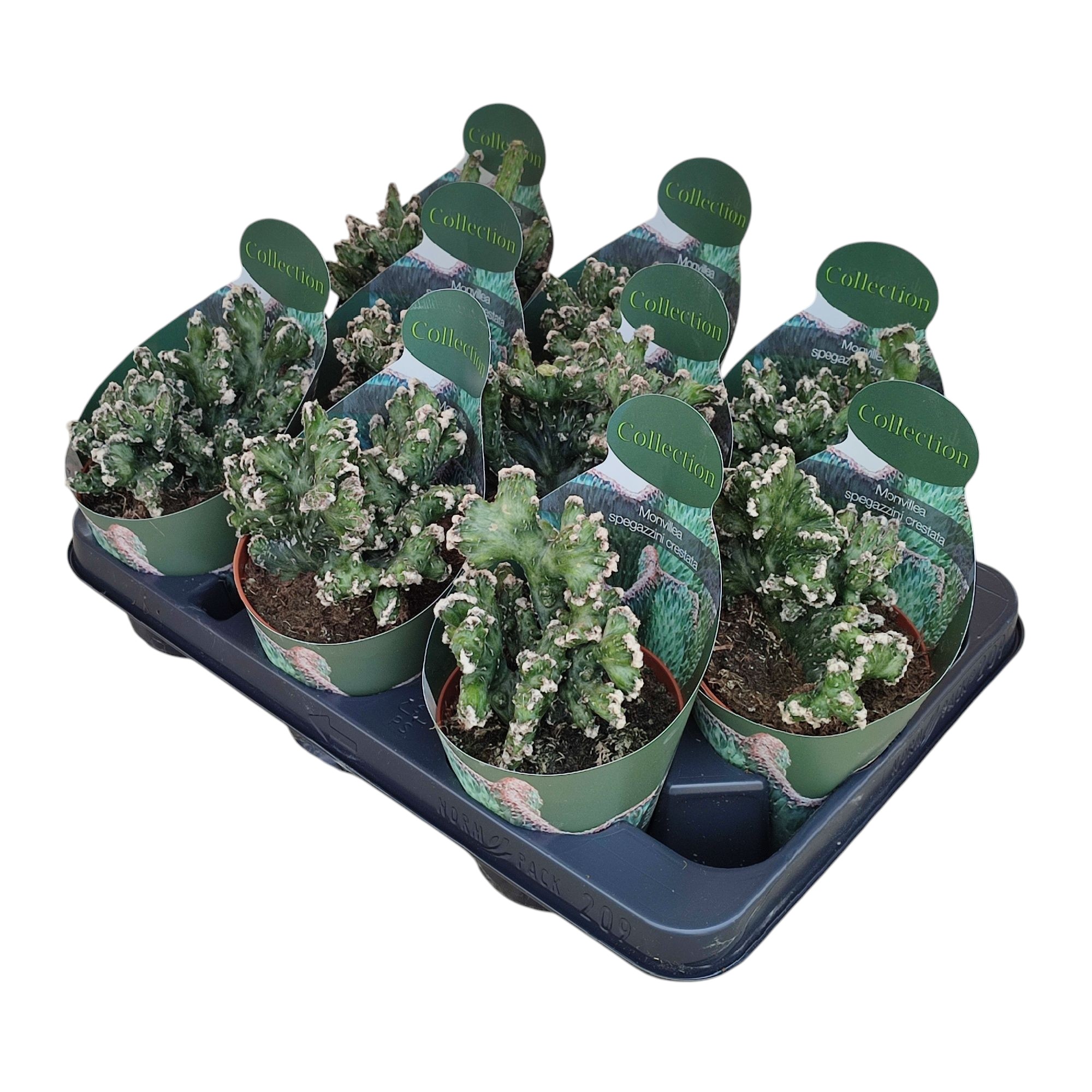 MONVILLEA SPEGAZZINII CRESTATA - POT Ø 10,5 - COLLECTION WITH POTCOVER (CACTUS), D 10,5