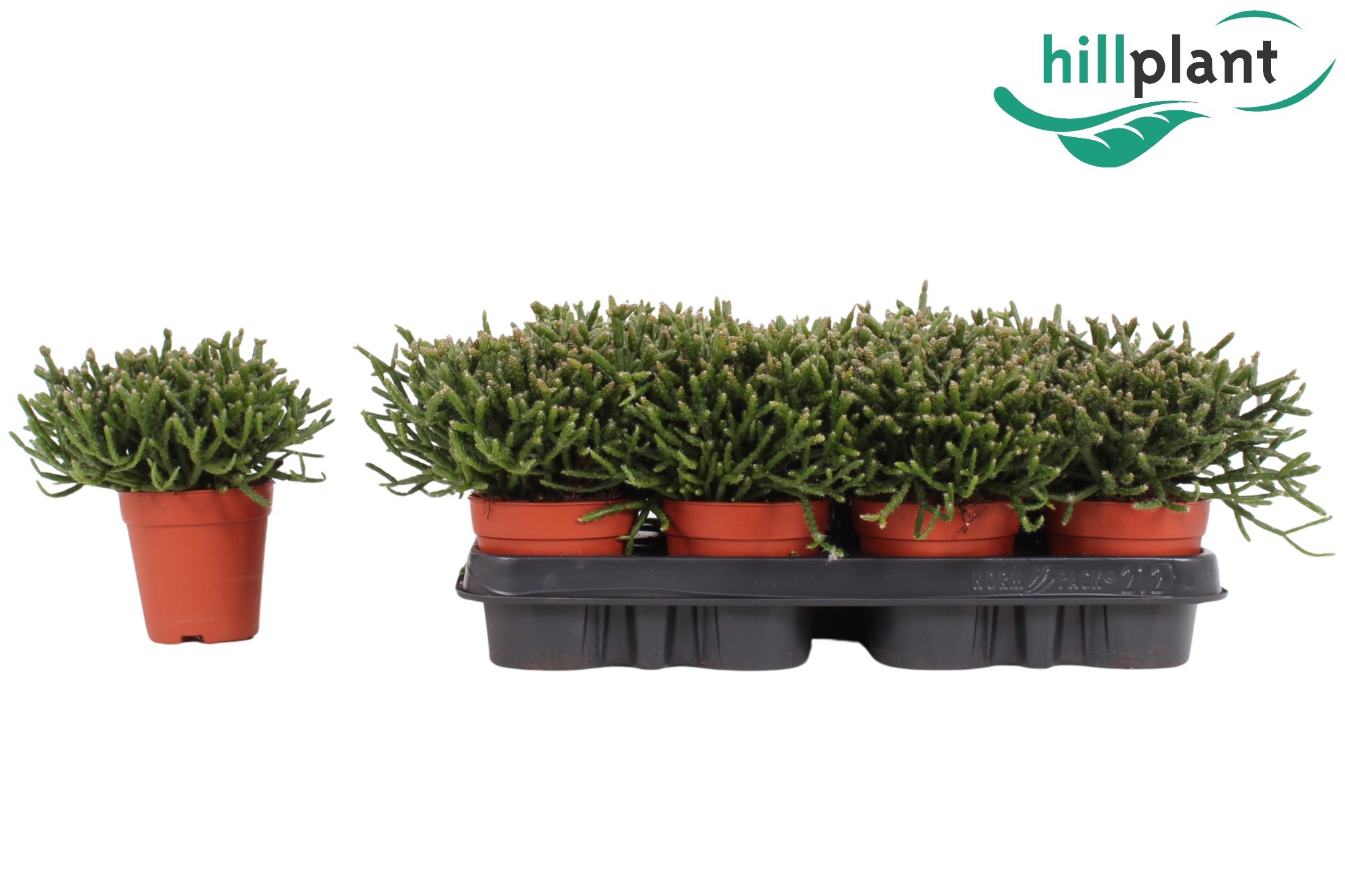 Rhipsalis Burchellii 9 cm, D 9