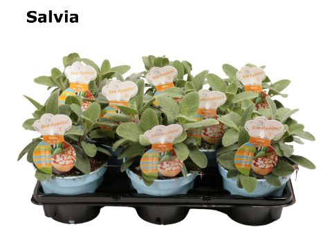 Salvia groen, D 12 cm