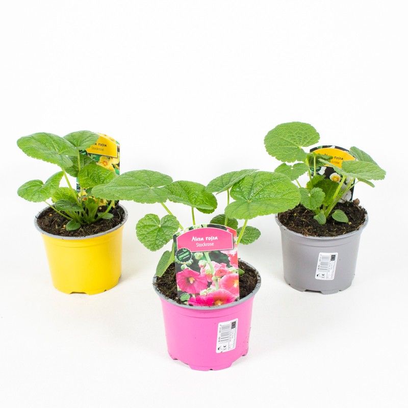 Alcea Rosea Mixlage, D 12