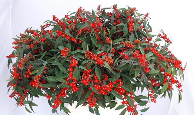 Эуфорбия куст. Рэд Сюрпрайз 80, шт.