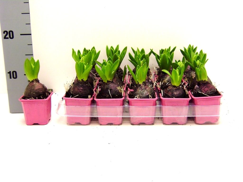 Hyacint Fondant, D 7