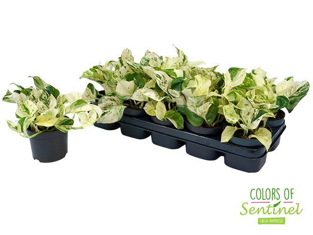 Epipremnum Pinnatum Happy Leaf, D 12