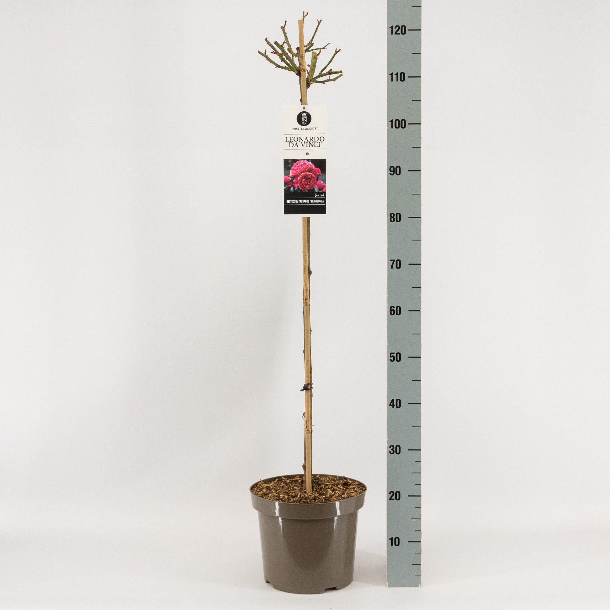 Rosa (F) Leonardo da Vinci ®, stam 90, C7.5, D 26 cm