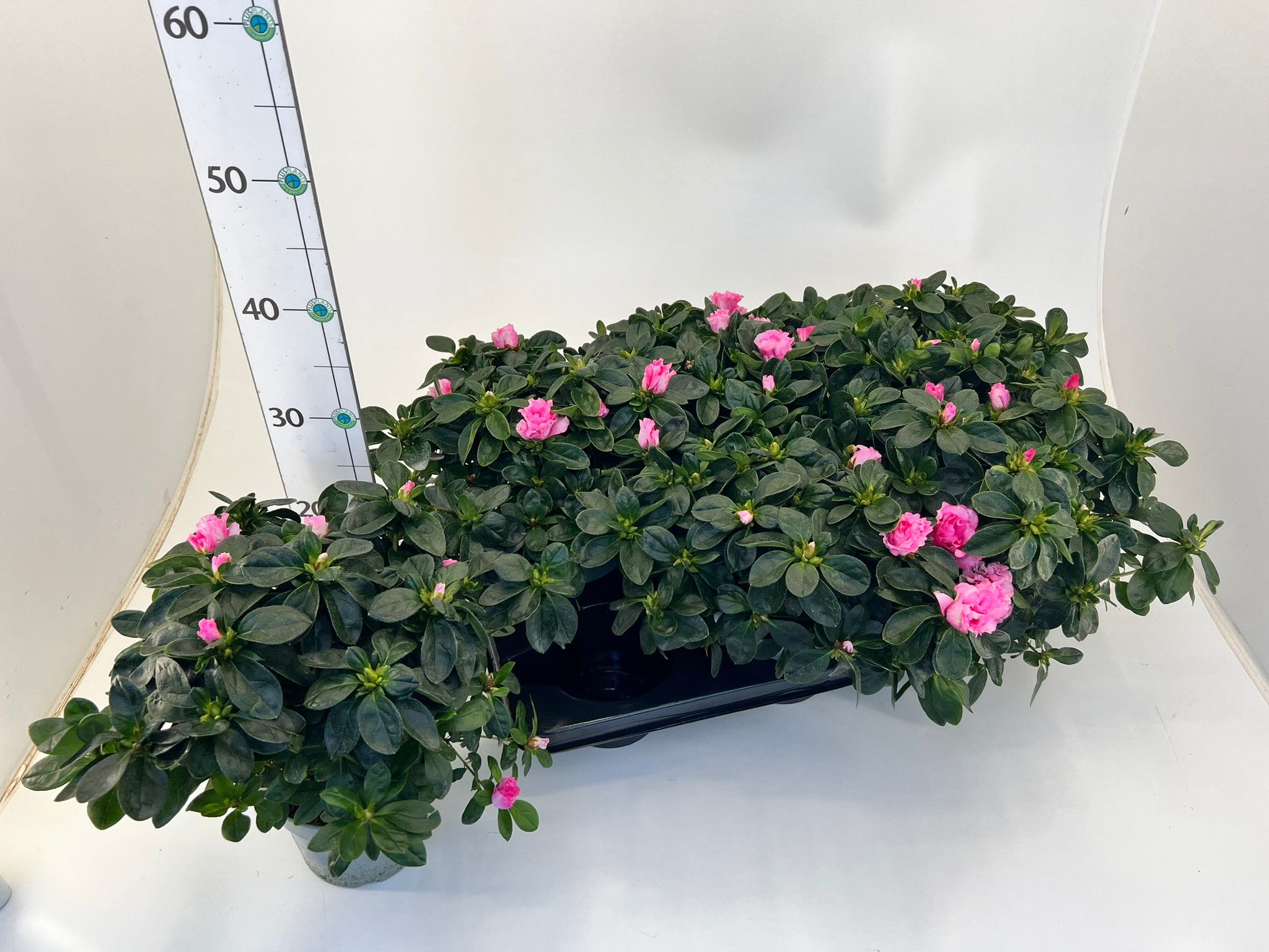 Rhododendron simsii T13 ⌀22-25 pink, D 13 cm