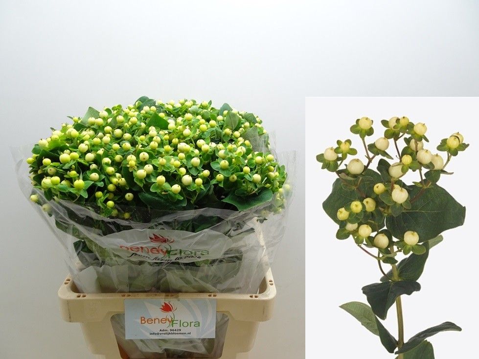 Гипперикум Мэджикал Сноупринц 60, шт.