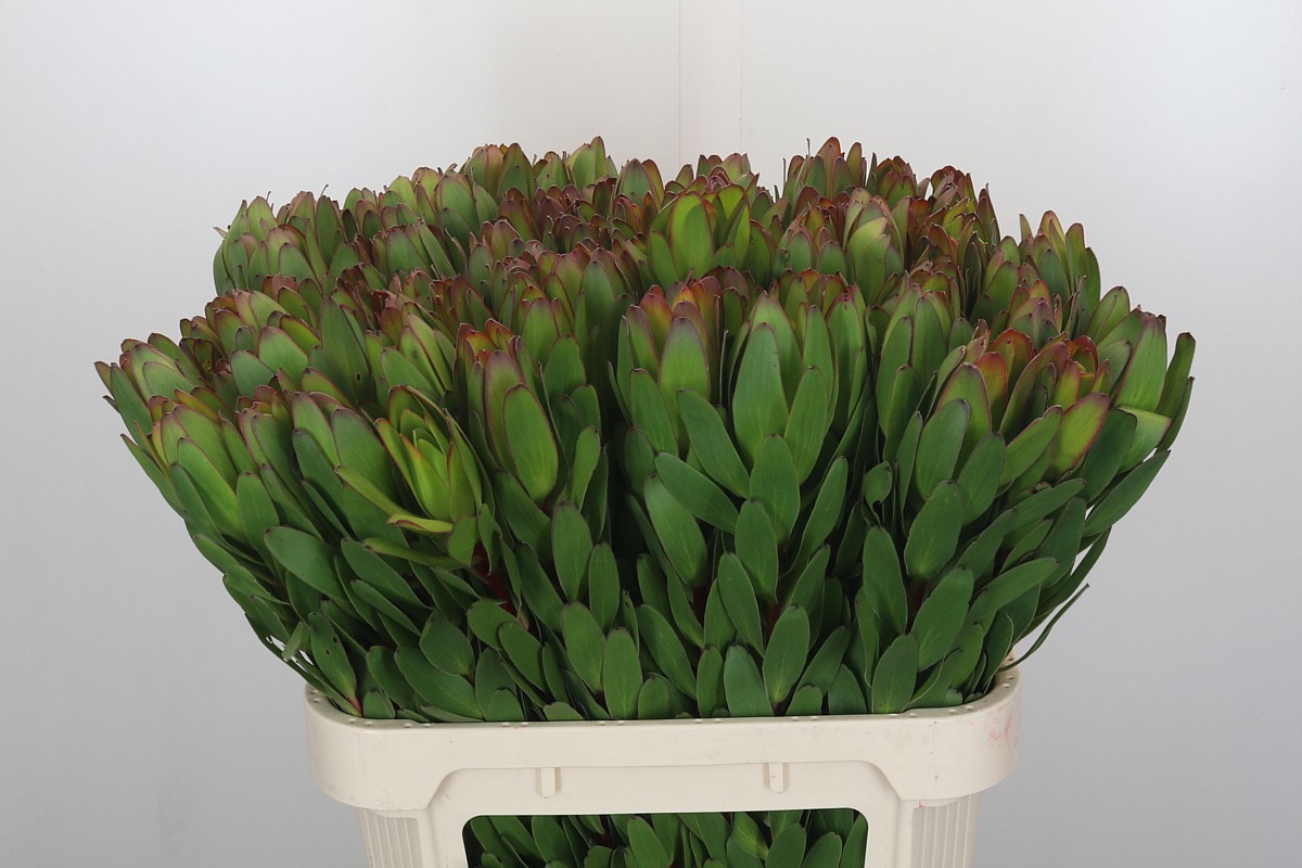 Леукадендрон Сафари Голдстрайк 80 (зел.), шт.