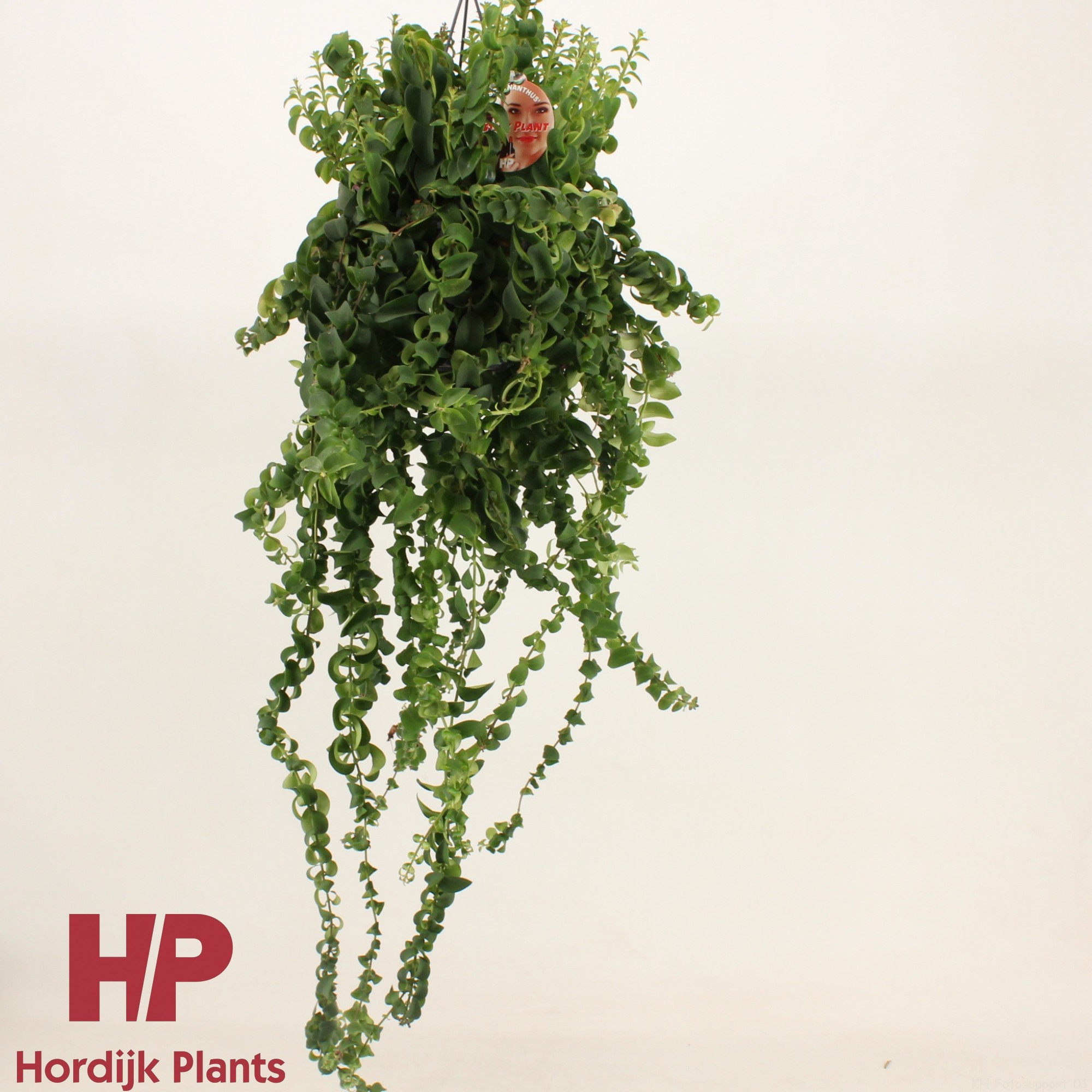 Aeschynanthus Twister XL - XXL, D 15 cm