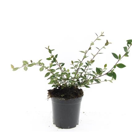 Cotoneaster lacteus, D 14 cm