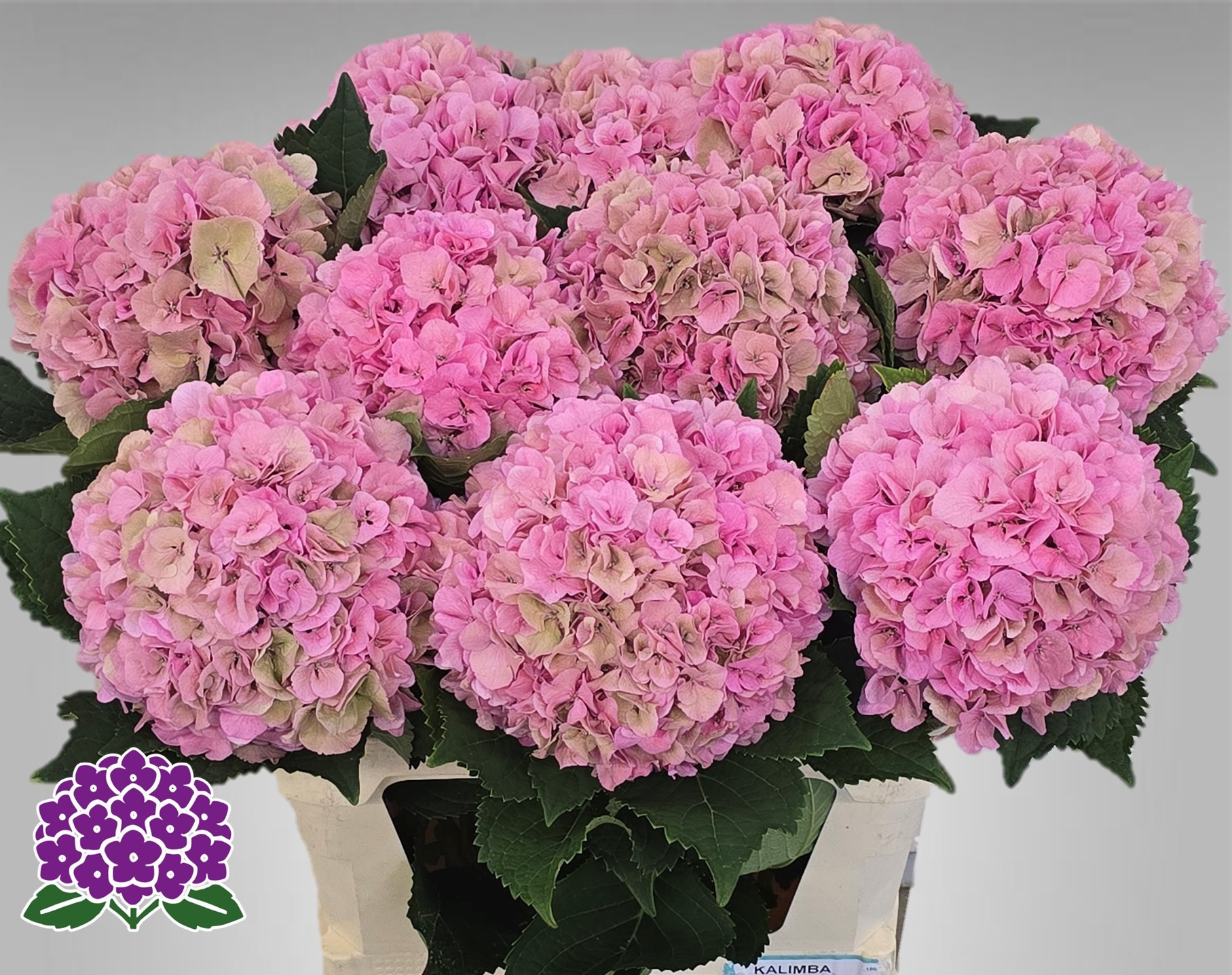 Гортензия Роял Симфони Классик 60, шт.