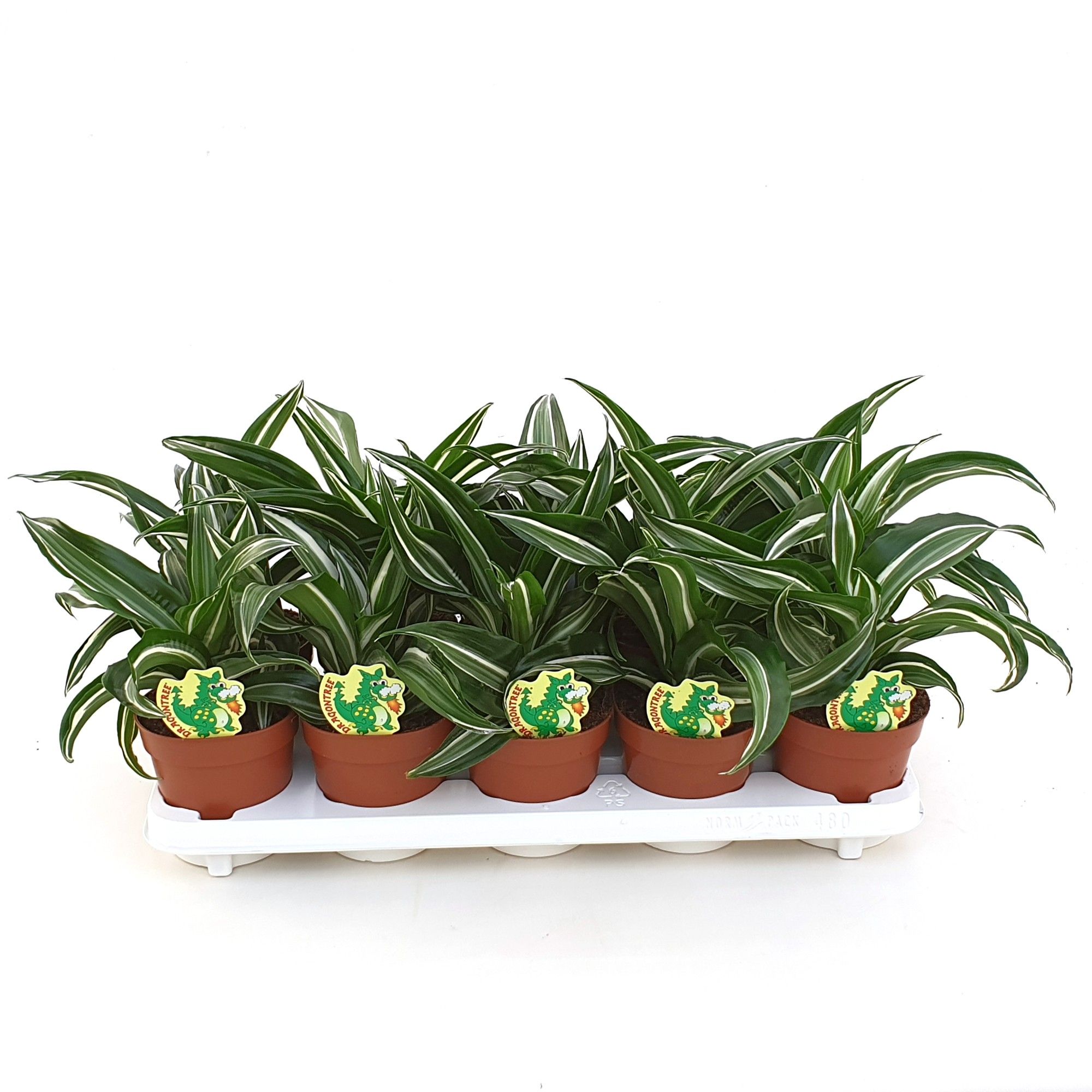 Dracaena Jade Jewel, D 12