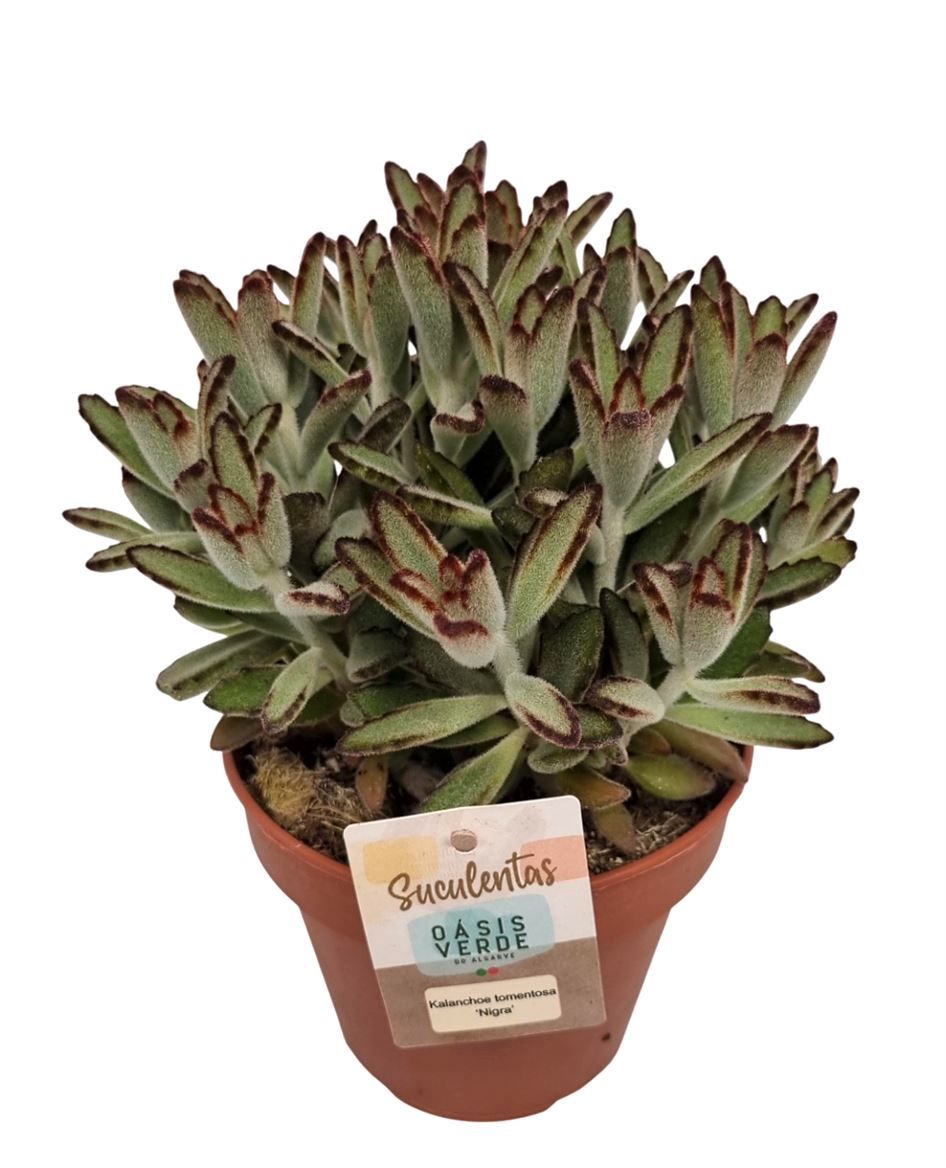 Kalanchoe Tomentosa Nigra - 1154, D 14