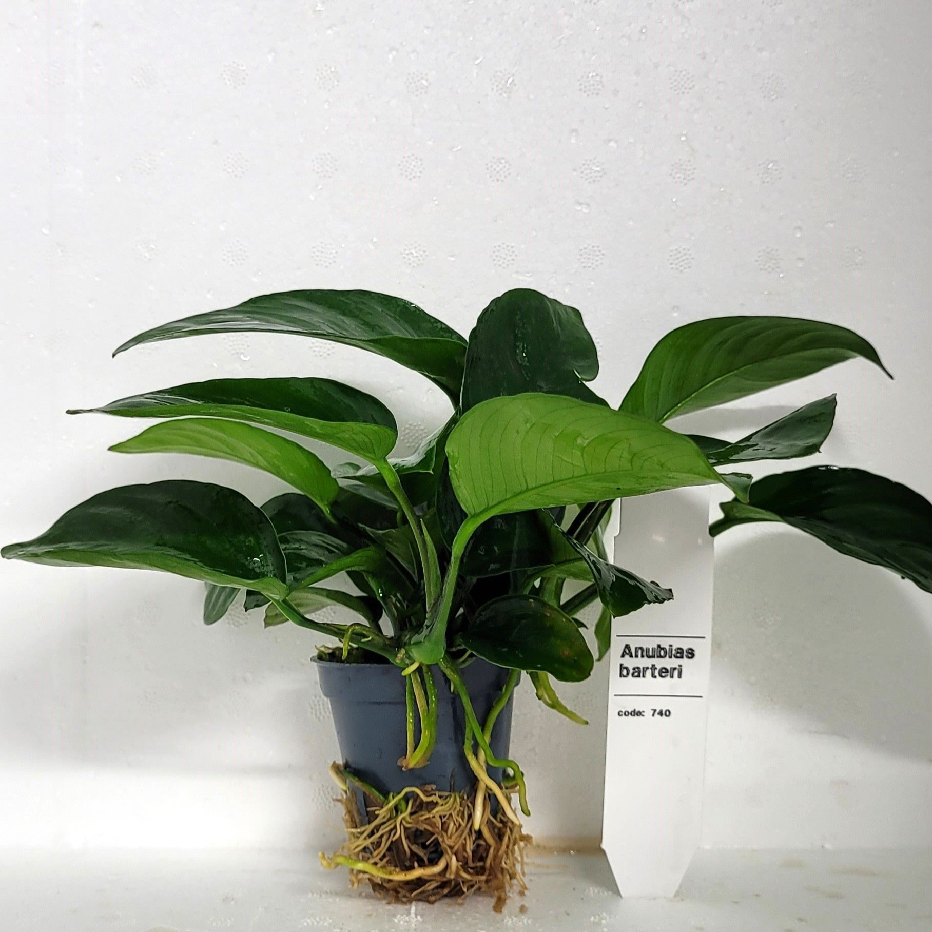 Anubias Barteri, D 5