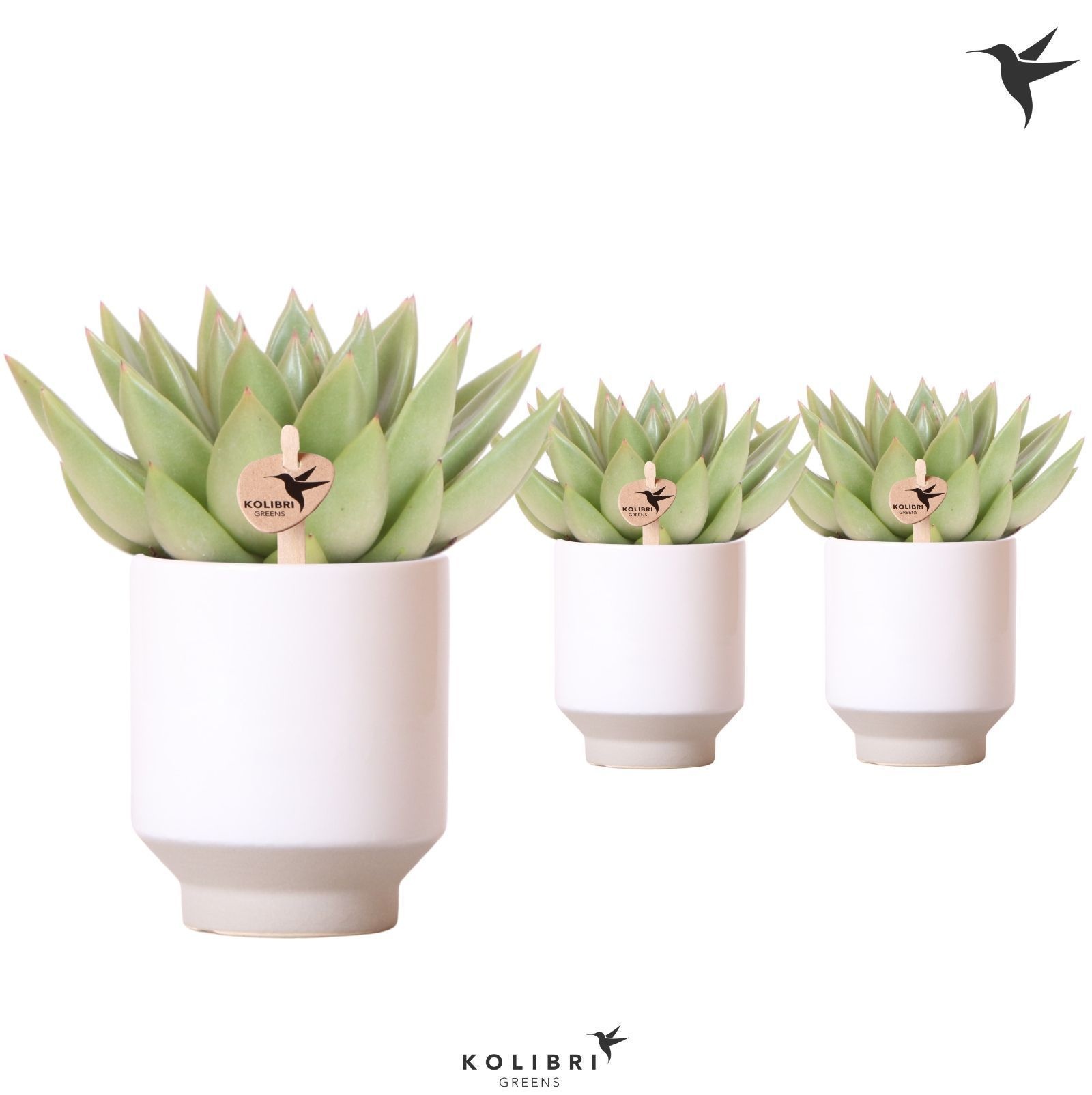 Kolibri Greens Succulenten Echeveria Miranda in Harmony pot white, D 9 cm